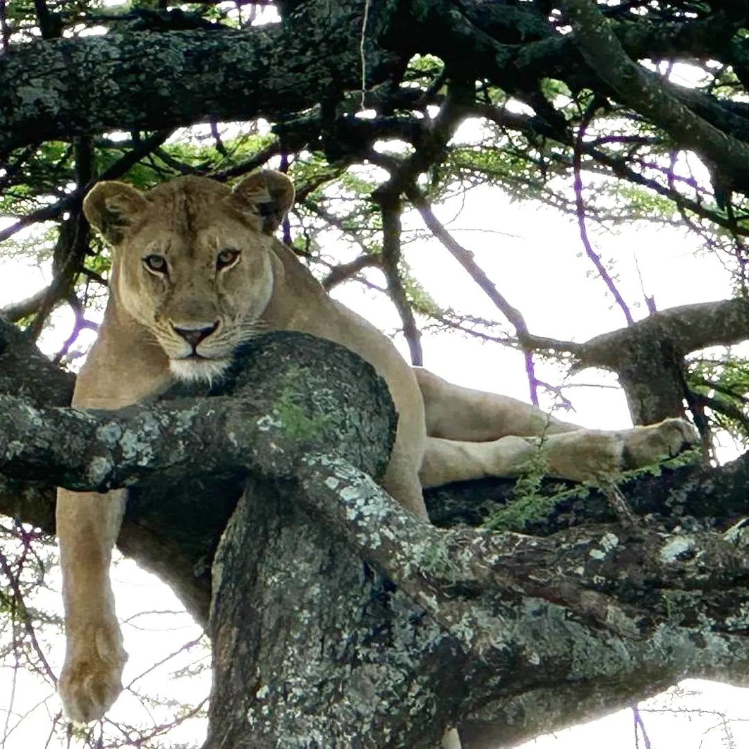 7 Days Kilimanjaro Rongai Route (6 days possible)