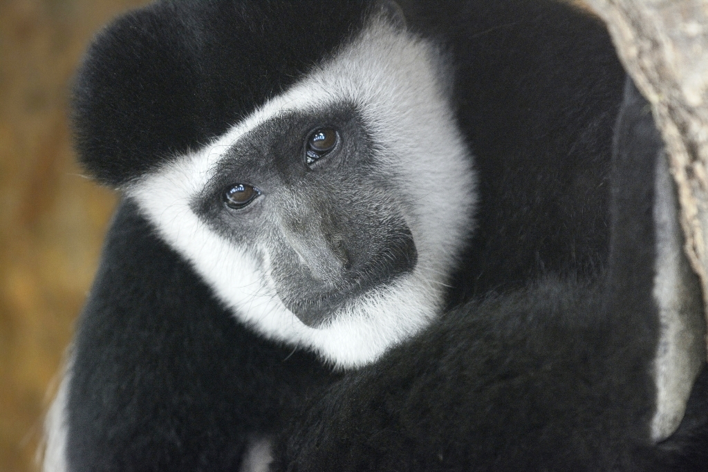 4 Days Hike Mtae – Mazumbai Usambara Mountains