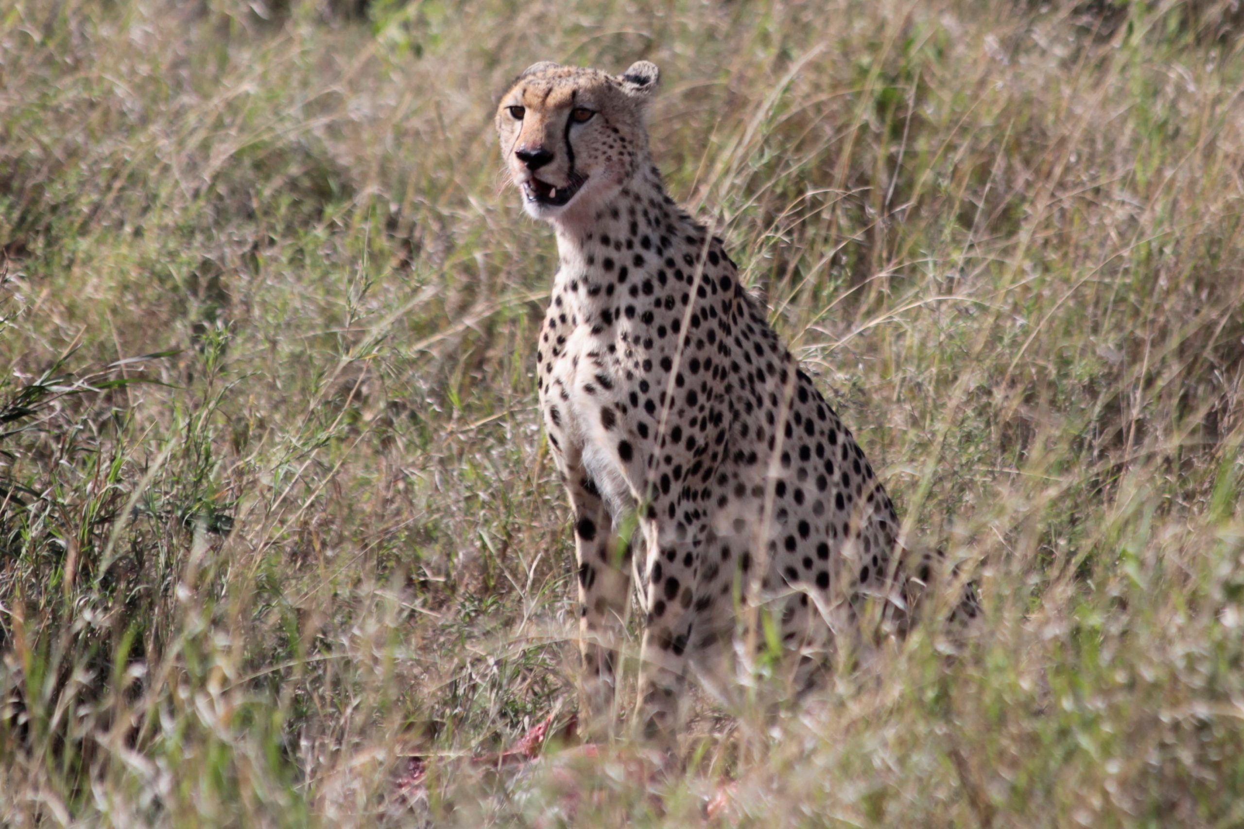 Cheetah Serengeti