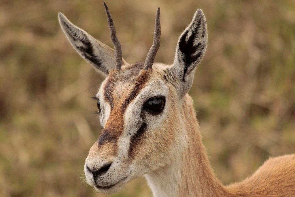 1 Tag Mikumi Nationalpark