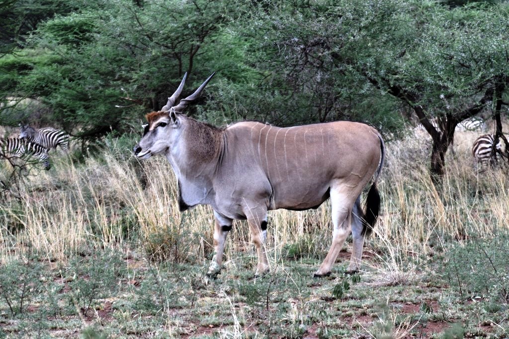 3 Days Fly-in Safari Ruaha National Park