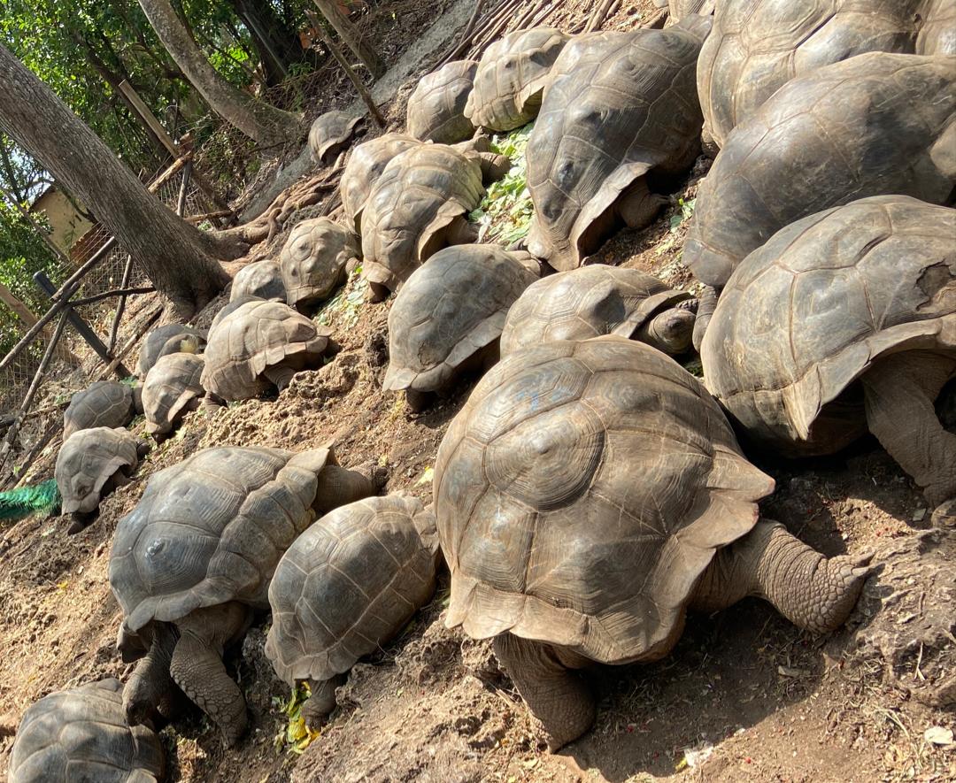 8 Days Slave Trade & Colonial History including Zanzibar