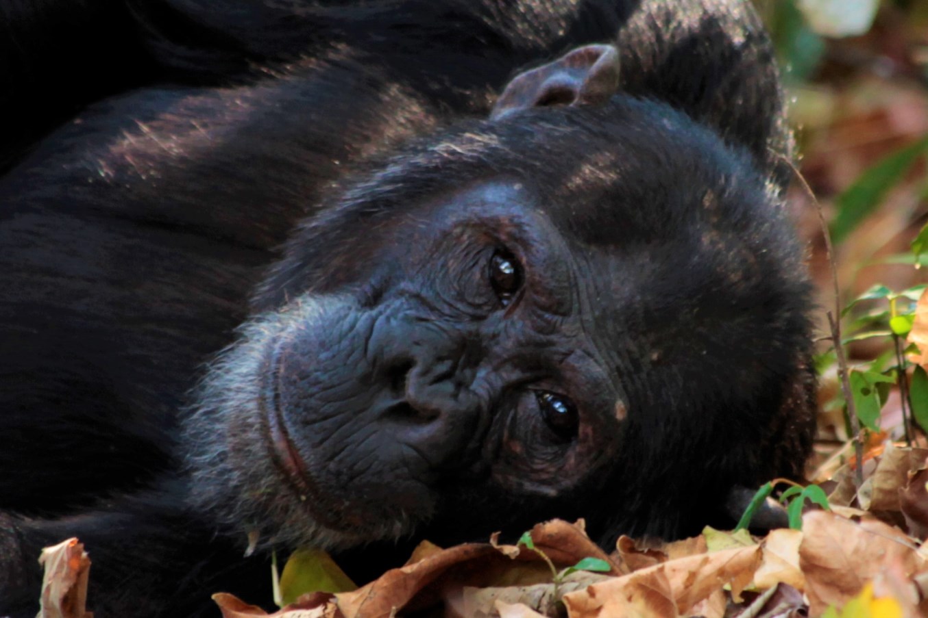 Gombe Stream Chimpanzee Trekking Guide