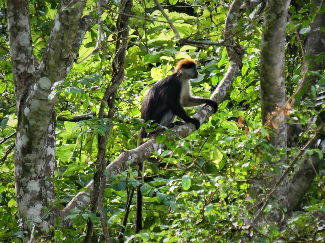 Iringa Red Colobus Monkey