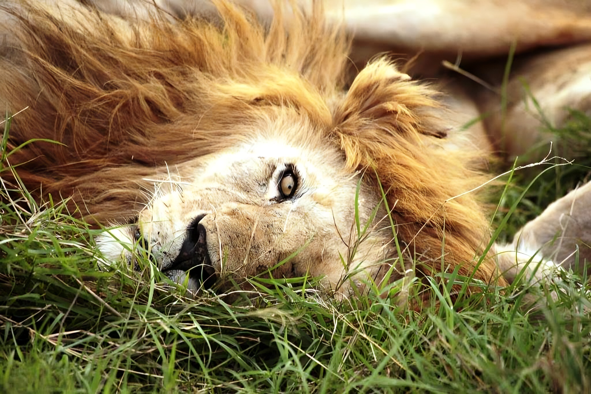 3 Days Fly-In Safari Nyerere National Park (former Selous G. R.)