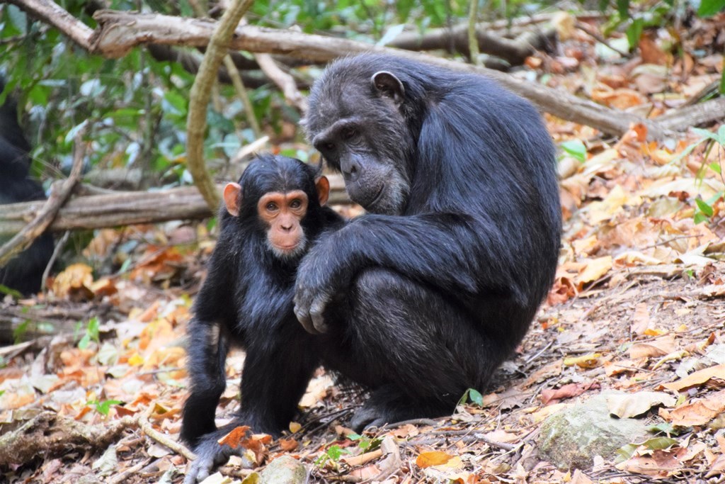 5 Days Chimpanzee Tracking & Lake Tanganyika activities
