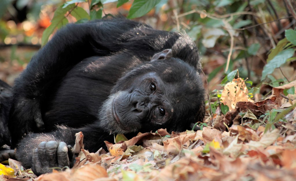 8 Days  Fly-in Safari Adventure to Mahale & Katavi National Park