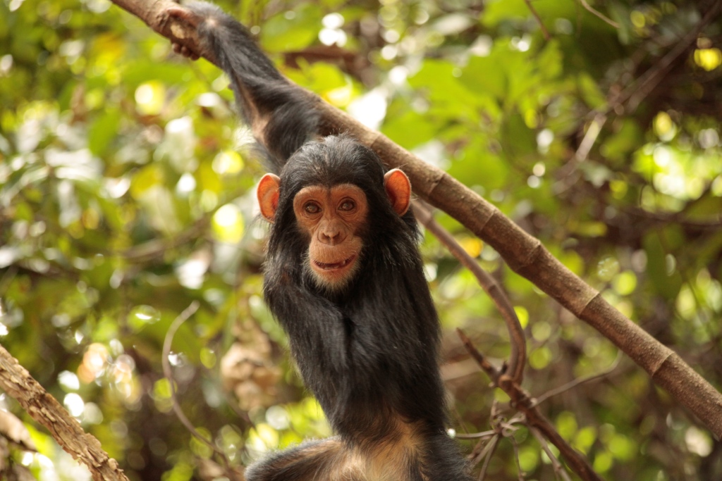 Western Tanzania Safari Planning Guide