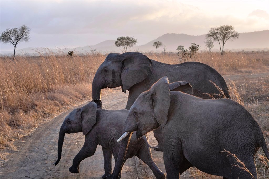 Day Tour Mikumi National Park