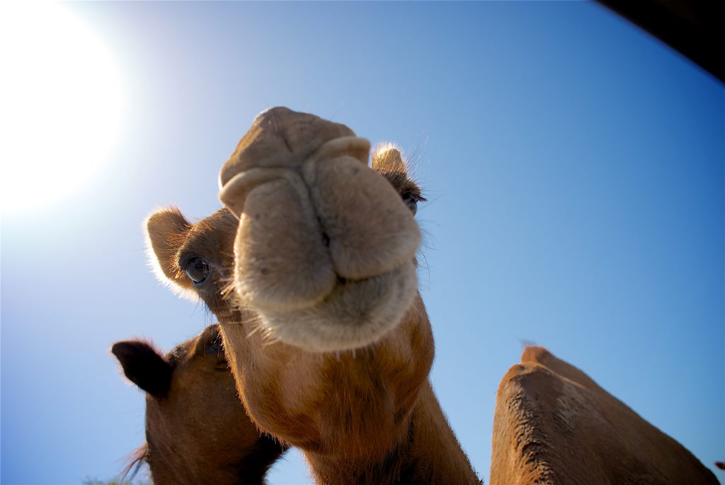 Day Tour to Mkuru Camel Safari