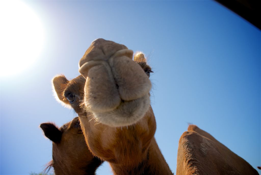Day Tour to Mkuru Camel Safari