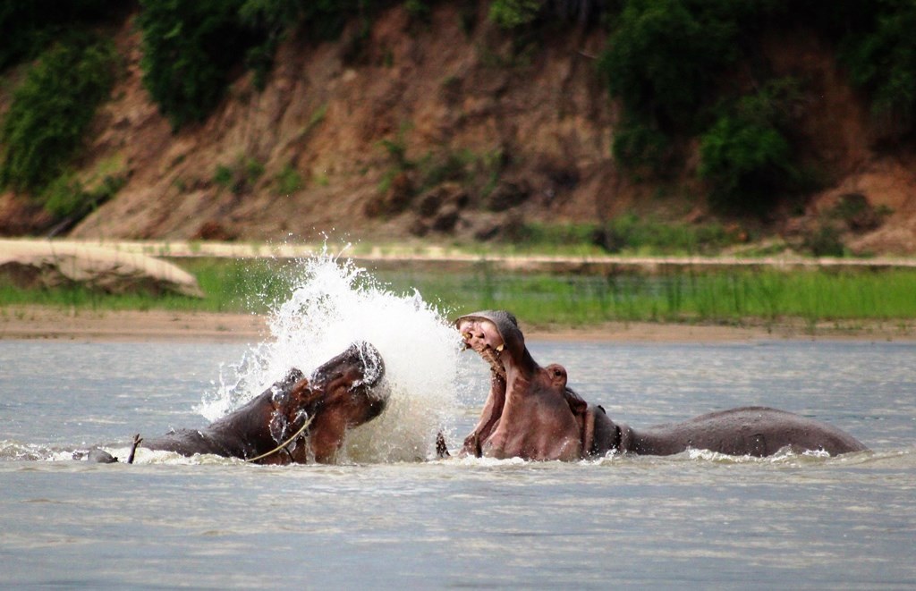 3 Days Nyerere National Park (former Selous G. R.)