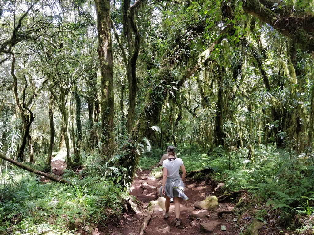 6 Days Kilimanjaro Marangu Route (5 days possible)