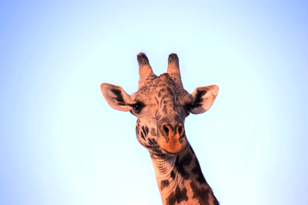 2 Days Saadani Beach Safari