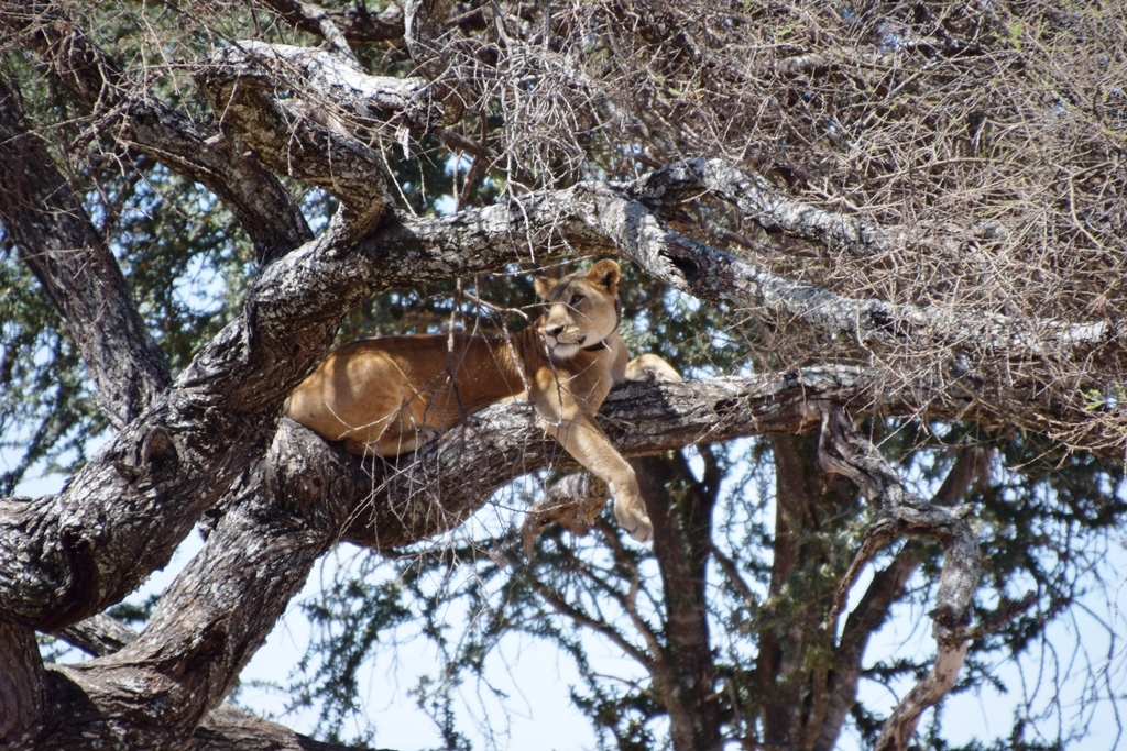 5-Day Tarangire, Serengeti and Ngorongoro Safari Guide: Itinerary, Cost and Best Time