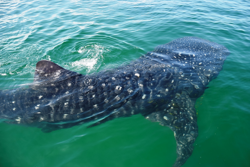 Wale Shark Mafia Island