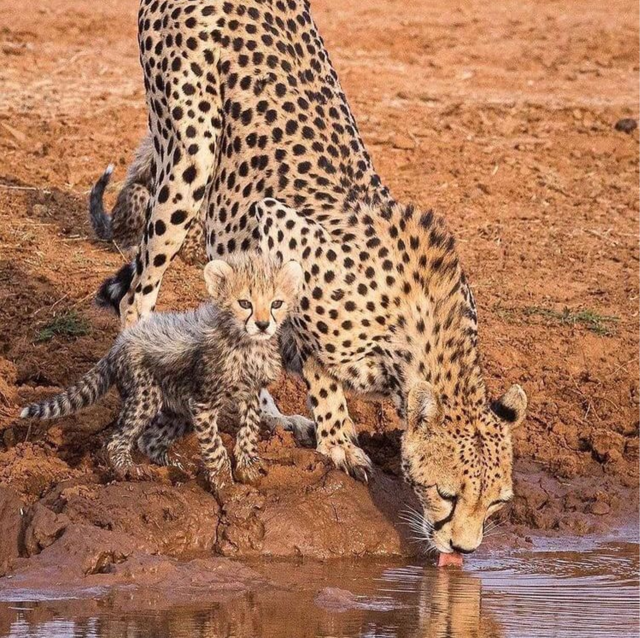 21 Days The best of Western & Southern Tanzania with Mafia Island